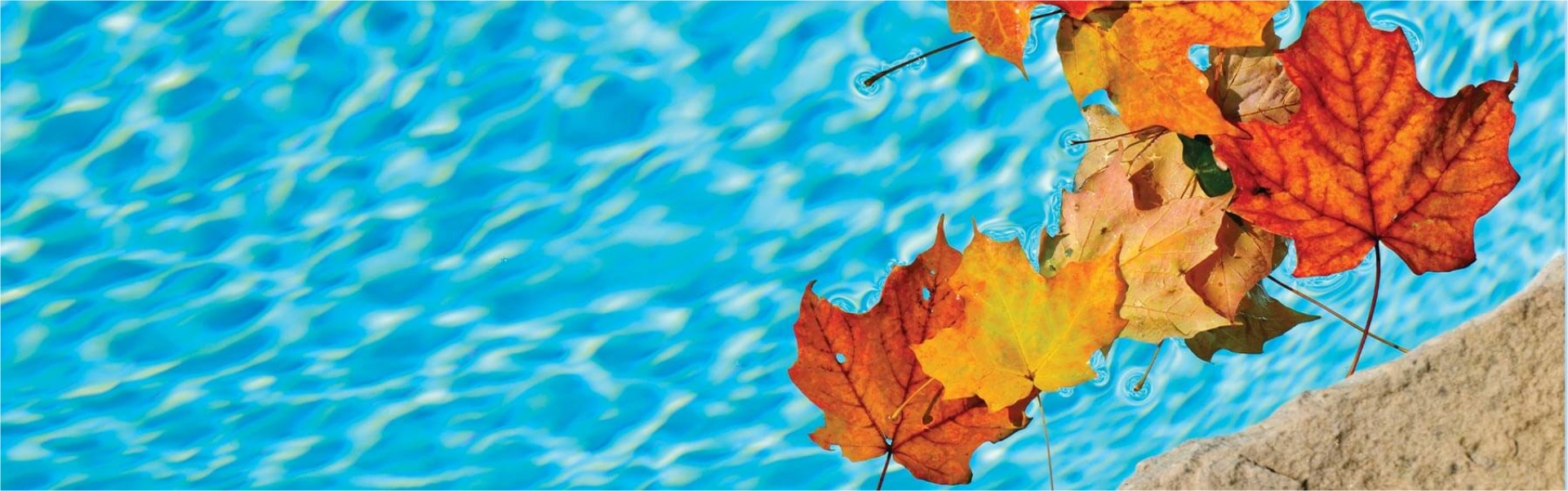 Autumn leaves floating in pool